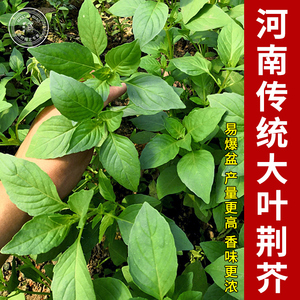 荆芥菜种籽河南大叶荆芥种子菜籽夏季四季盆栽荆菜荆芥籽蔬菜苗孑