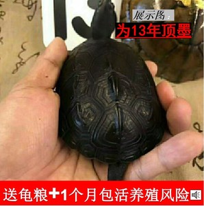 顶墨龟纯种全黑乌龟外塘中国草龟活物长寿宠物龟精品全墨黑观赏龟