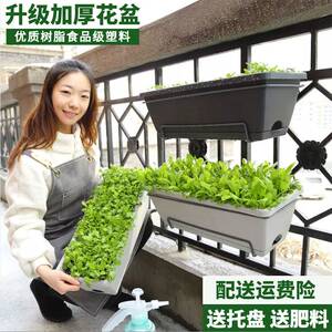 阳台种菜盆悬挂