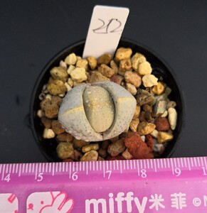 生石花 幻玉 大母本 5年 一物一拍甜6蜜的负担精品多肉