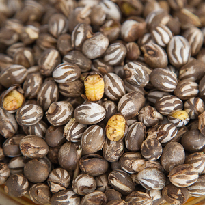 溪味道杨拉罐250g刺蛾洋辣子罐蛋蜜袋坦克虫羊喇活体美味昆虫蚕蛹