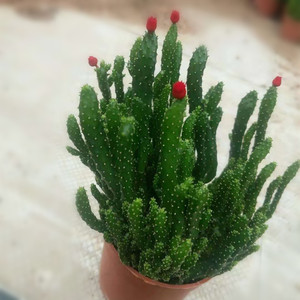 多肉盆栽防辐射植物 仙人捧 摇钱树姬珊瑚招财手桌面绿植特价