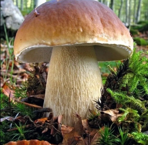 美味白牛肝菌野生干货特级500g东北特产大腿蘑菇新鲜煲汤菌类