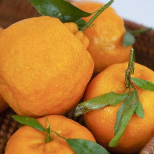 芦柑橘子桔子i*柑橘沃柑云南i*柑新鲜10斤甜蜜丑水果非耙耙砂糖橘