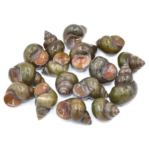 鲜活田螺新鲜螺蛳小石螺泥螺丝钓青鱼清水野生活体无泥沙包活剪尾