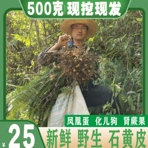 纯野生新鲜石黄皮凤凰蛋蛇蛋马骝卵肾蕨果化狗儿蜈蚣草500克包邮