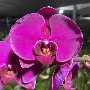 大辣椒紫色系大花型蝴蝶兰3.5寸大杯 四季开花室内花卉好养兰花苗