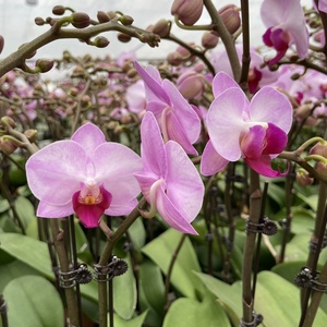 俏佳人蝴蝶兰 水粉色 3.5寸双花箭 带花发货盆栽花卉植物室内盆景