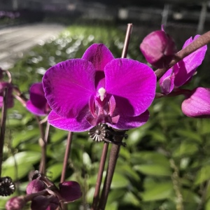 430人付款淘宝2222荷兰安祖