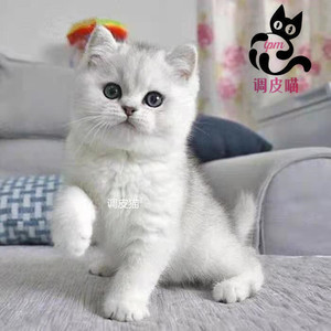 纯种银渐层猫 银白色银点渐层幼猫活体 英国短毛猫折耳猫宠物幼猫