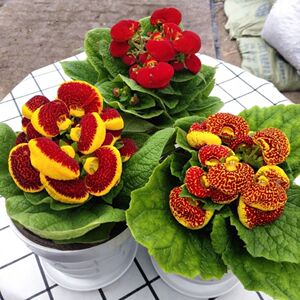 五彩荷包花 元宝花盆栽阳台庭院花卉报春花 带盆带土带花发货包邮