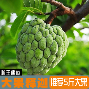 释迦果新鲜海南