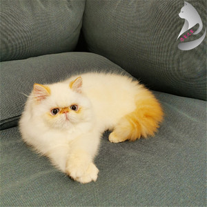 纯种喜马拉雅猫幼猫活体出售波斯猫幼崽活物异短加菲猫重点火焰色
