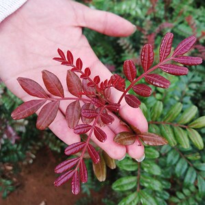 【紫油木树】紫油木树品牌,价格 - 阿里巴巴