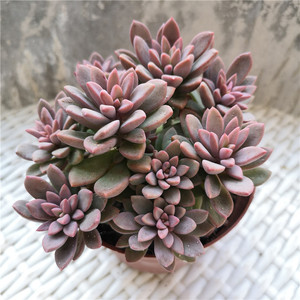 超大紫心多肉老桩植物多头群生办公室桌面防辐射阳台小绿植盆栽