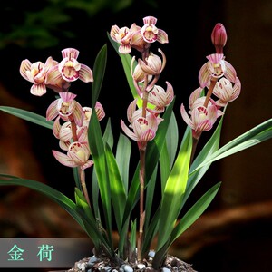 艾莹兰花苗 建兰矮种荷瓣凤月荷 夏带花苞出售室内好养花卉盆栽草