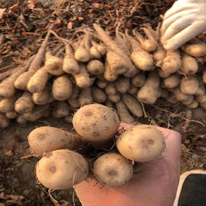 正宗铁棍山药苗山药嘴山药笼头一代原苗带芽发货包活