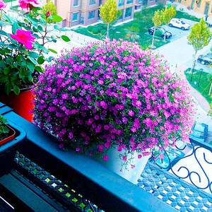 满天星花种子四季播易爆盆开花不断室内外阳台盆栽桌面摆放花种籽
