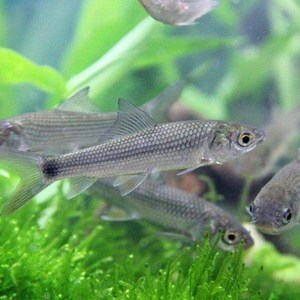 活体食蚊鱼大肚鱼小鲮鱼苗小金蛙蜈蚣龙鱼水鱼苗鳖苗泥鳅饲料鱼