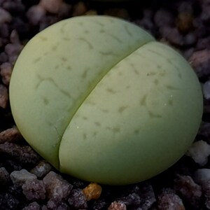 绿绫耀玉多肉植物绿色生石花裸根不带土美观趣味花卉阳y台窗台庭