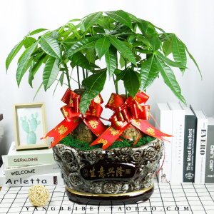 发财树盆栽生意兴隆