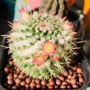 四海园艺 白蛇丸仙人球乳突属a复色易开花雪顶白毛多肉绿植植物