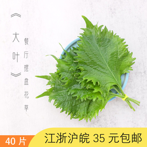 新鲜紫苏叶大叶可食用 日料刺身烤肉三文鱼装饰 酒店西餐摆盘花草