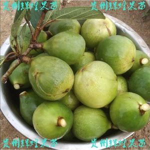 凉粉果树苗爱玉果冻树苗木莲薜荔果苗藤苗薜荔树苗盆栽庭院墙包邮