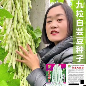 白四季豆