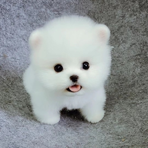 茶杯犬宠物活物