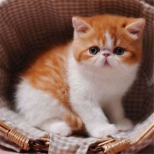 大脸加菲猫幼崽纯种活体咪小猫英短幼猫宠物猫活物猫曼基康矮脚猫