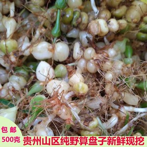 子药草药新鲜银珠草 苗药九子连环草珍珠三七算盘子500克4人付款42