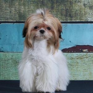 幼犬活体长毛犬可爱茶杯袖珍犬迷你型宠物狗狗训练tb3476395601888