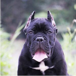 出售纯种卡斯罗幼犬大型护卫猛犬卡斯罗犬幼犬巨型卡斯罗犬宠物狗