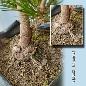 日本千寿丸松树嫁接盆景素材v短针大阪松三河黑松矮霸老桩盆栽造