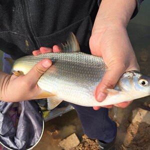 【大尺寸】黄尾鯝鱼苗黄片鱼苗黄尾鱼苗小黄鱼苗黄姑子淡水鱼苗