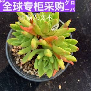 日本绿叶初霜绿体初霜多肉一物一拍仙女杯老桩群生多头多肉植物叶