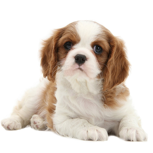 英国查理王小猎犬小型犬幼犬骑士犬小王子纯种宠物狗狗查理王犬