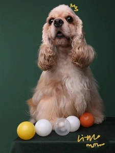 纯种英国可卡幼犬 美国可卡活体幼崽可卡幼犬小型犬幼犬宠物狗狗