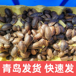 青岛杜比亚蟑螂活体代替蟋蟀面包虫蜈蚣饲料幼体亚成龙鱼爬虫鸟类