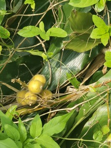 新鲜草豆蔻苗草果根块野砂仁苗草蔻白豆蔻益智仁苗飞雷子根大艾风
