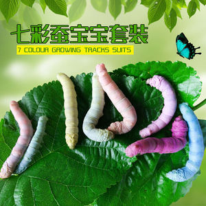 蚕宝宝学生养蚕饲养盒套装七彩蚕卵彩色科普卵蛋蚕种活体小蚕儿童