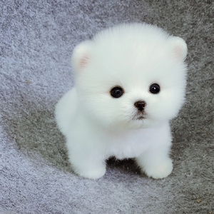 博美幼犬纯种活体博美犬幼犬茶杯犬俊介小型犬可爱宠物狗幼崽活物