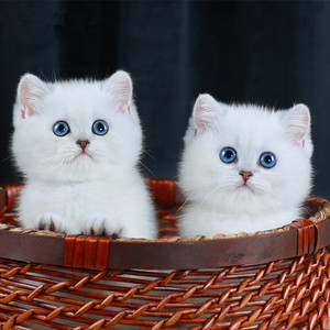 纯种银渐层猫 银白色银点渐层幼猫活体 英国短毛猫折耳猫宠物幼猫