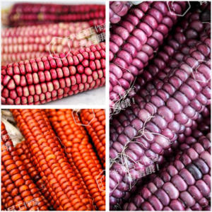 粉红调霍皮粉色原子橙薰衣草色面粉种子*美国稀有玉米5粒 光合家