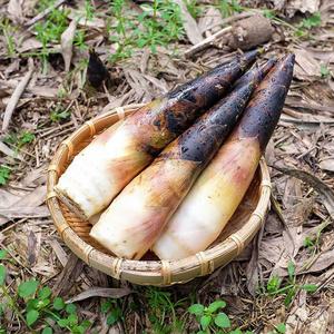 四川特产雷笋现挖现发野生春笋农家新鲜蔬菜野生竹笋嫩笋子雷竹笋