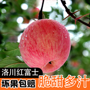 正宗陕西洛川红富士苹果8斤新鲜应季时令水果脆甜多汁整箱5包邮