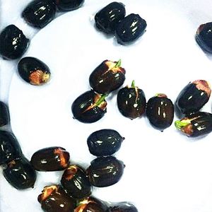 荷花种子莲藕观赏食用双向性产品阳台水缸池塘种植种籽瓜果种子