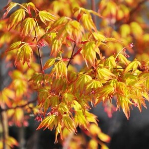 绿化苖木日本橙之梦黄金枫树苖庭院金陵黄金枫红枫树苖包邮