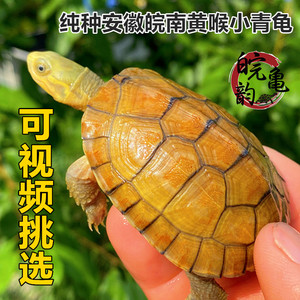 安徽皖南外塘纯种三黄北种黄喉拟水龟小青苗安缘大头草龟乌龟活体